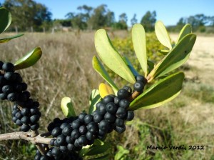 Cedro