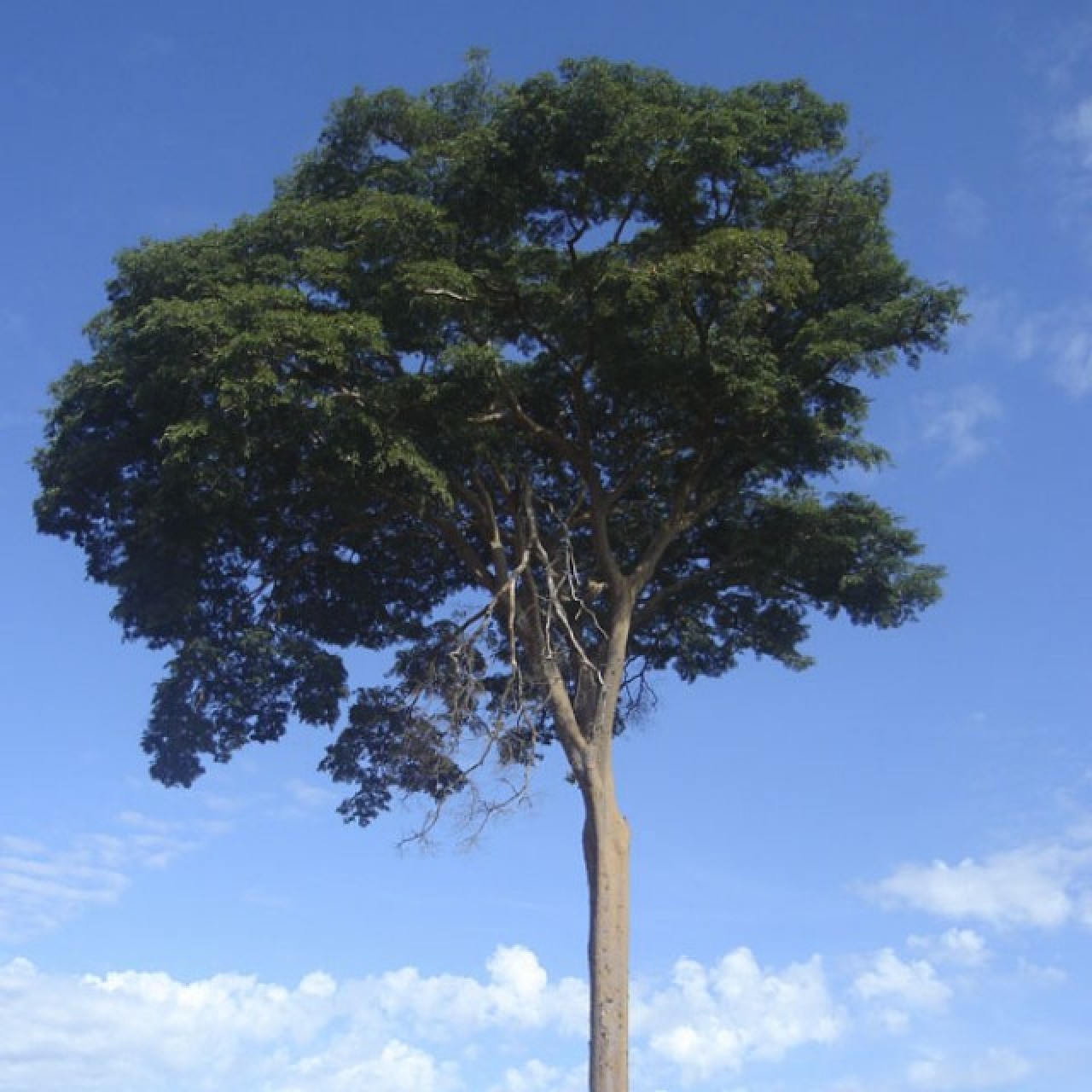 Grápia