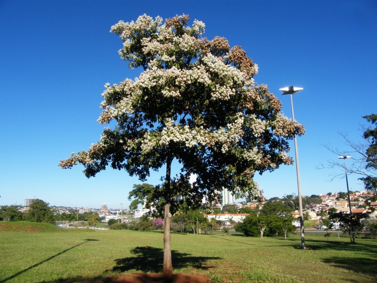 Louro-Pardo