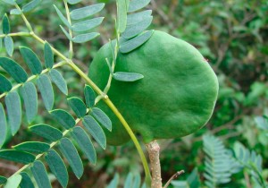 Branquilho