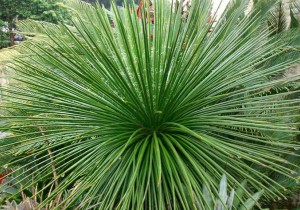 Podocarpus