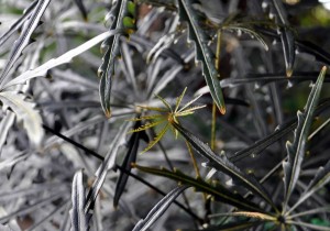 Podocarpus