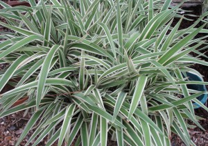 Dracena Cordeline