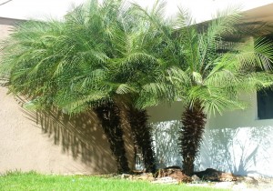 Palmeira Areca