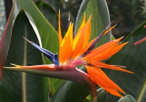 Strelitzia