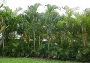 Dracena Cordeline