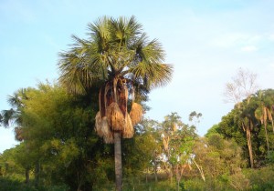 Podocarpus