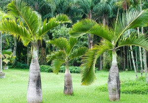 Podocarpus