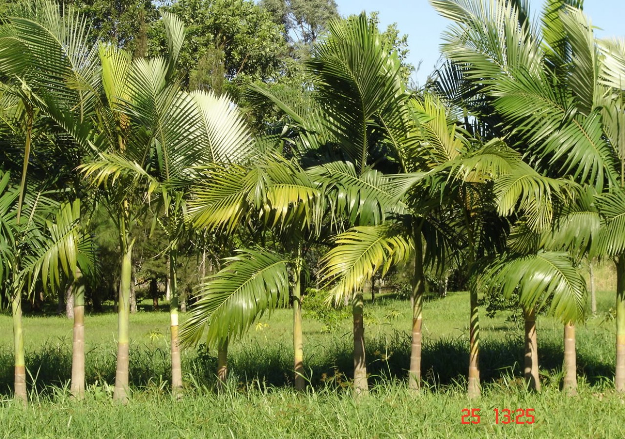 Palmeira Real