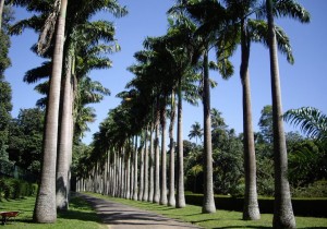 Palmeira Leque