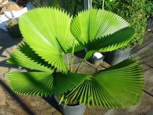 Palmeira Buriti