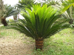 Dracena Cordeline