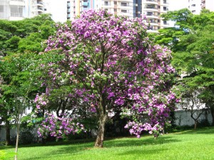 Palmeira Buriti