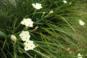 Dracena Cordeline