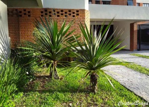 Dracena Cordeline