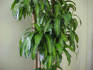 Podocarpus