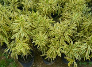 Dracena Cordeline