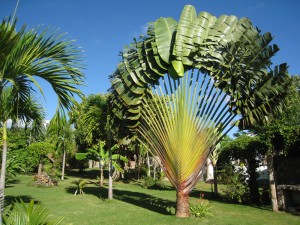 Palmeira Real
