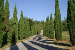 Palmeira Azul